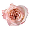 Light Pink Fascination Roses