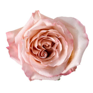 Light Pink Fascination Roses