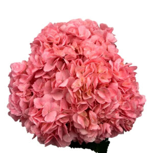 Pink French Rose Hydrangea