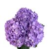 Fresh Lavender Hydrangea