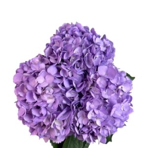 Fresh Lavender Hydrangea