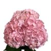 Fresh Pink Hydrangea