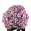Fresh Purple Hydrangea