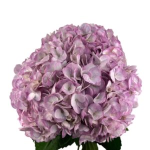 Fresh Purple Hydrangea