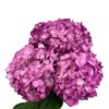 Purple Fresh Violet Hydrangea