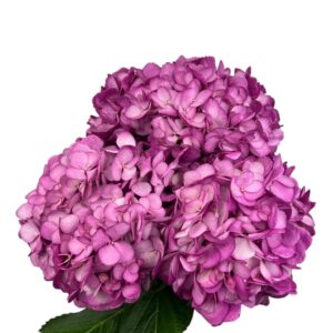 Purple Fresh Violet Hydrangea