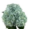 Frost Green Hydrangea