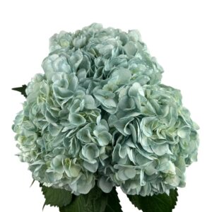 Frost Green Hydrangea