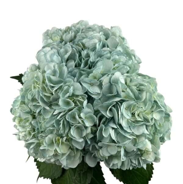 Frost Green Hydrangea