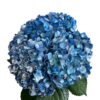 Green Frost Night Hydrangea