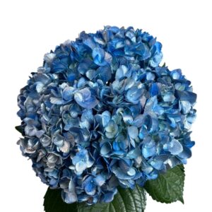 Green Frost Night Hydrangea