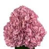 Pink Frosted Rose Hydrangea