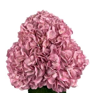 Pink Frosted Rose Hydrangea
