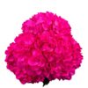 Purple Fuchsia Hydrangea