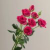 Pink Gem Star Spray Roses