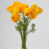 Gold Ranunculus