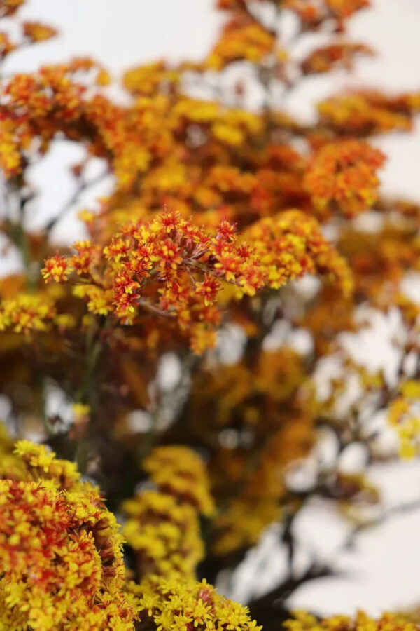 Tinted Solidago - Image 2