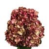 Burgundy Golden Flame Hydrangea