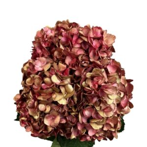 Burgundy Golden Flame Hydrangea