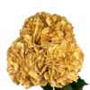 Yellow Golden Harvest Hydrangea