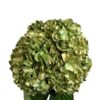 Green Golden Meadow Hydrangea