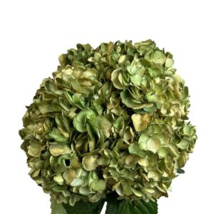 Green Golden Meadow Hydrangea