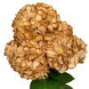 Gold Golden Petal Hydrangea