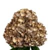 Gold Golden Truffle Hydrangea