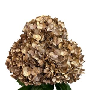 Gold Golden Truffle Hydrangea