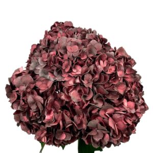Burgundy Granate Mocha Hydrangea