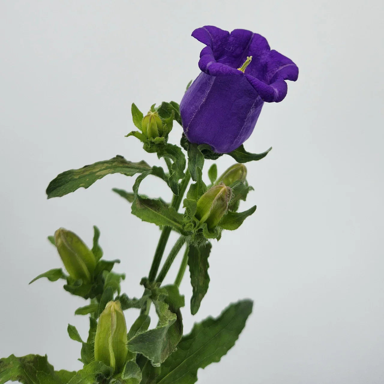 Grape Campanulas Campanulas