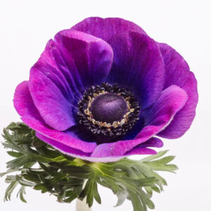 Grape Mistral Anemones
