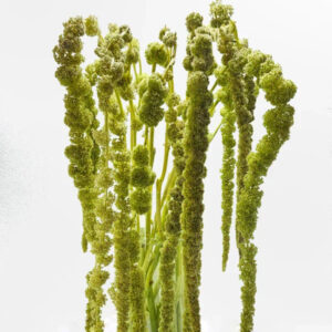 Green Hanging Amaranthus