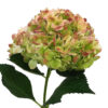 Green Antique Hydrangea