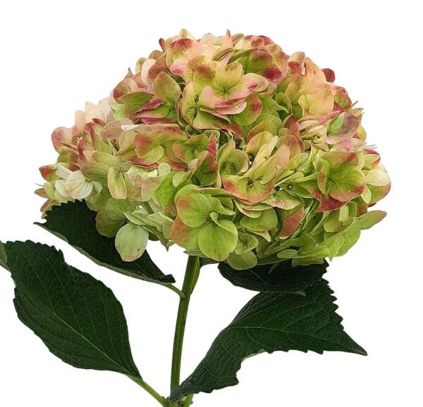 Green Antique Hydrangea