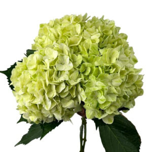 Green Pale Hydrangea