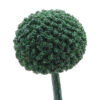 Green Tinted Craspedia