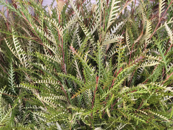 Grevillea - Image 2