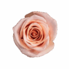Light Pink Havana Roses