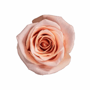 Light Pink Havana Roses