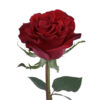 Red Hearts Garden Rose