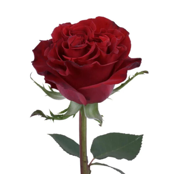 Red Hearts Garden Rose