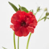 Red Hera Butterfly Ranunculus