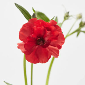 Red Hera Butterfly Ranunculus
