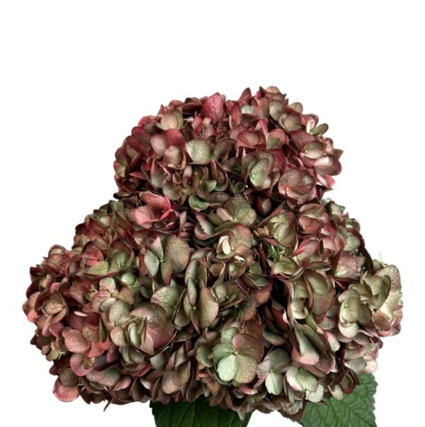 Burgundy Holiday Charm Hydrangea