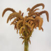 Hot Biscuits Upright Amaranthus