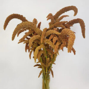 Hot Biscuits Upright Amaranthus