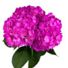 Hot Pink Air Hydrangea