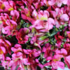 Hot Pink Alstroemeria