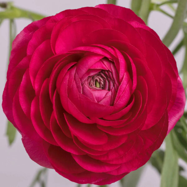 Hot Pink Ranunculus - Image 2